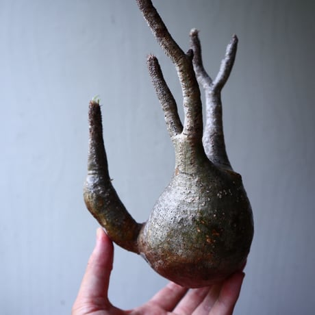 パキポディウム グラキリス 2頭 Pachypodium rosulatum var. gracilius no.70712