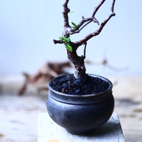 コミフォラ モンストローサ   Commiphora monstrosa   no.92721