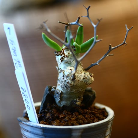 Tylecodon reticulate × N/OH  no.12107