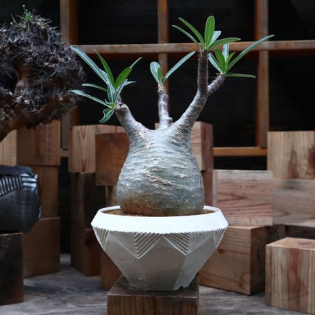 パキポディウム  グラキリス／Pachypodium  gracilius    no.92531
