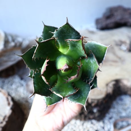 アガベ ホリダ   Agave horrida    no.111015