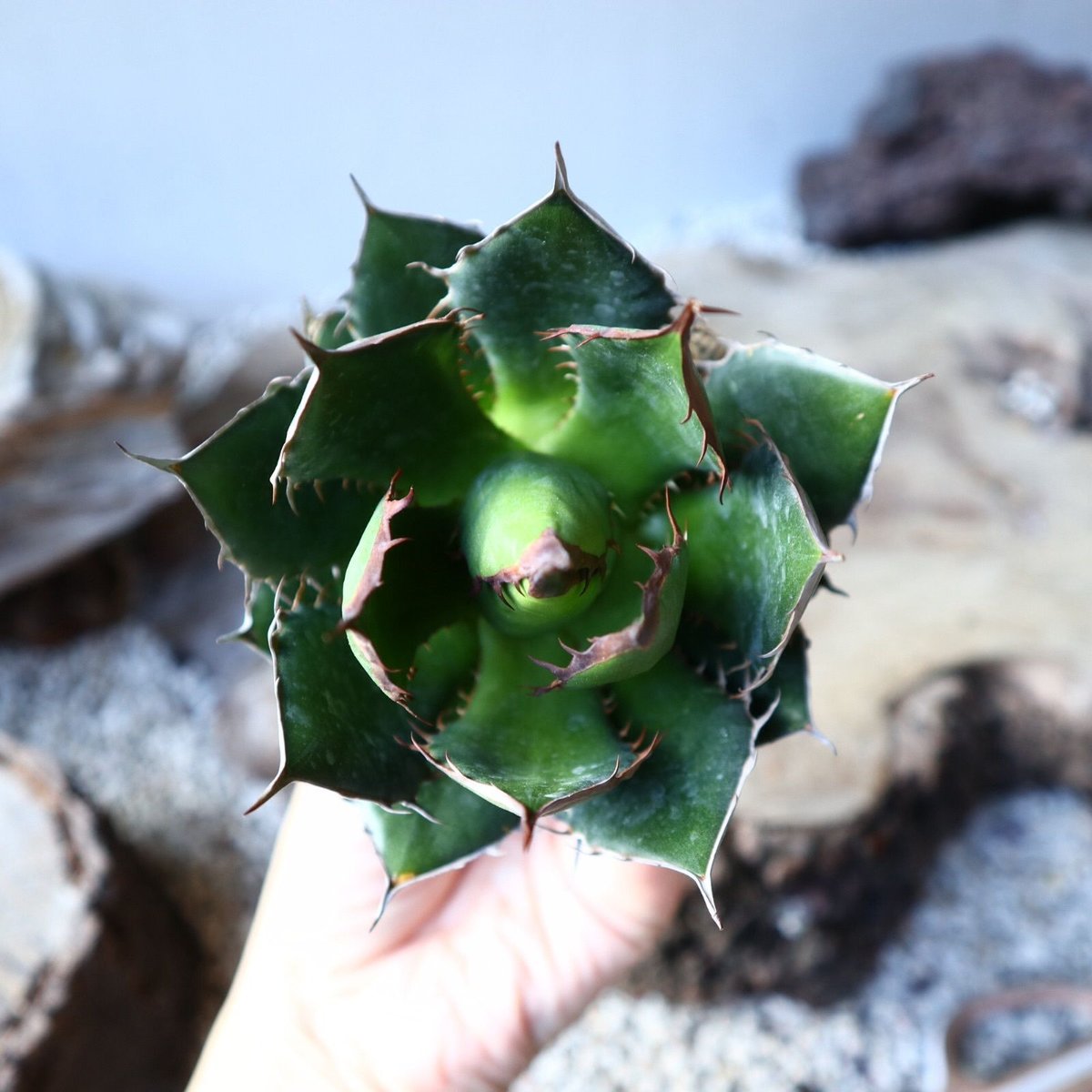 アガベ ホリダ Agave horrida no.111015 | 芽の巣山