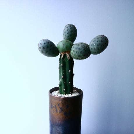 テフロカクタス    ゲオメトリクス   Tephrocactus geometricus  No.031