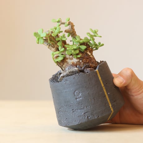 Portulacaria pygmaea × N/OH   no.309-6