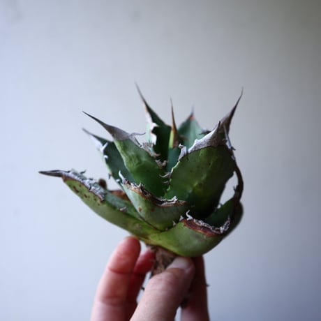 アガベ   チタノタ   FO-76    Agave titanota  "FO-76"   no.42818