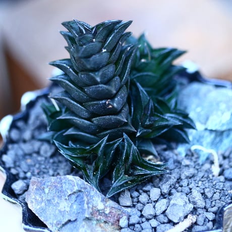 ハオルチア ビスコーサ(ダルマタイプ)／Haworthia viscosa   no.13079