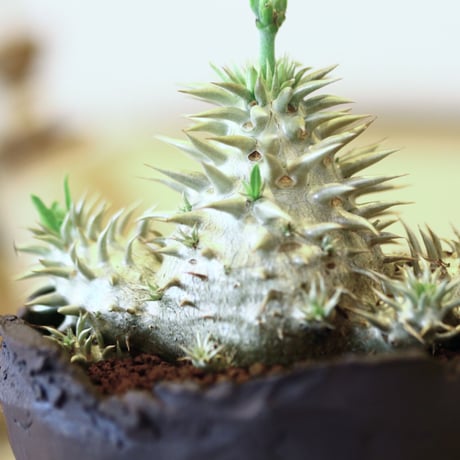 パキポディウム  恵比寿大黒 / Pachypodium  Densicaule    no.52116