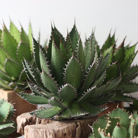 U.S. horrida -By the way (Agave horrida) / Style of Chika　no.1206-48