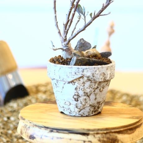 YAMABACHI ver. takero pot × Othonna obtusiloba   no.102230