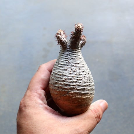 パキポディウム グラキリス 抜苗  Pachypodium rosulatum var. gracilius no.92923