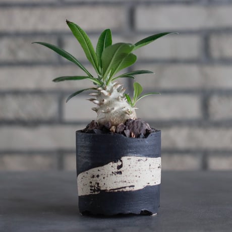 Pachypodium 恵比寿大黒 × N/OH (2.5号)  no.817-41
