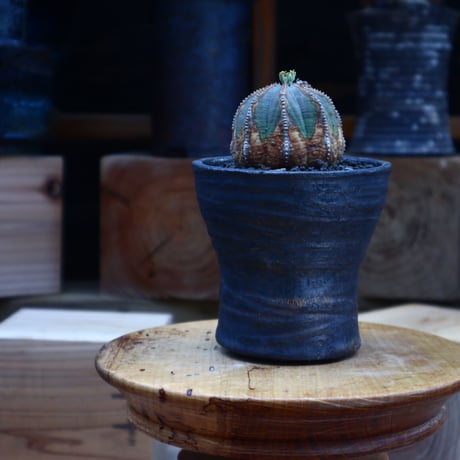 ユーフォルビア  オベサ ／Euphorbia obesa      no.62009