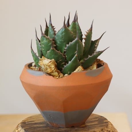 Agave horrida × N/OH   no.920-29