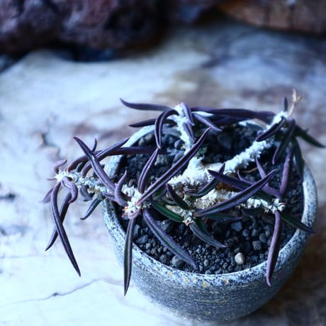 ユーフォルビア キリンドフォリア    Euphorbia cylindrifolia   no.30107