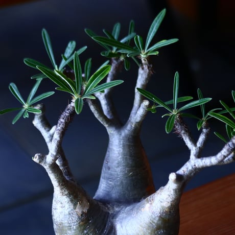 パキポディウム グラキリス   Pachypodium rosulatum var. gracilius no.81641