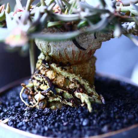 ユーフォルビア キリンドフォリア    Euphorbia cylindrifolia   no.17934