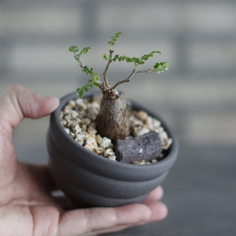 Operculicarya  pachypus × takero pot (3号)  no.419/85