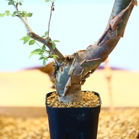 ブルセラ ファガロイデス / Bursera fagaroides   no.62513
