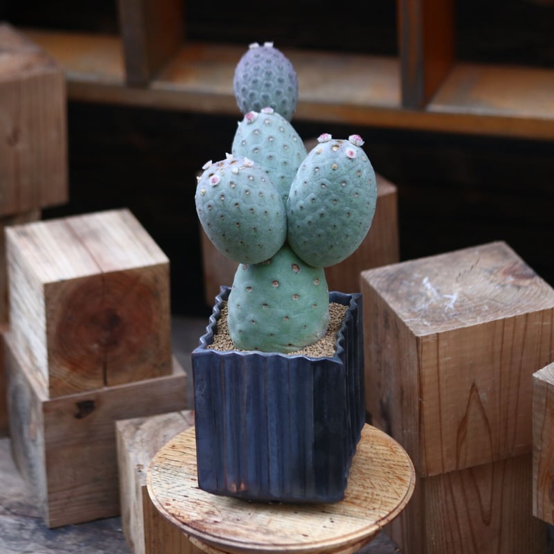 テフロカクタス ゲオメトリクス / Tephrocactus geometricus no