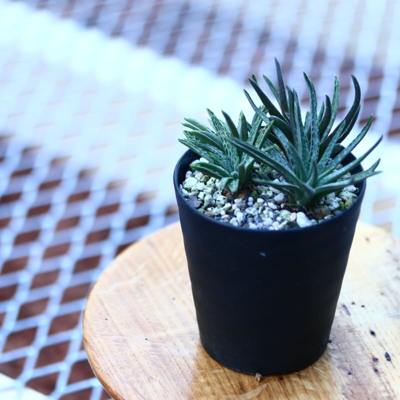 ブルビネ bulbine vitrea 親株 ブルビネ bulbine vitrea 親株 ブルビネ