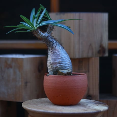 パキポディウム  グラキリス／Pachypodium  gracilius    no.121246