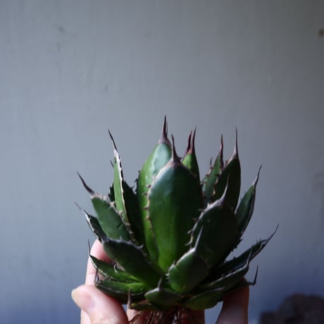 アガベ ホリダ   Agave horrida    no.111016