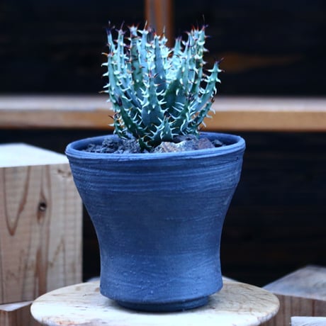 アロエ エリナケア／Aloe melanacantha ssp. var. erinacea  no.13090