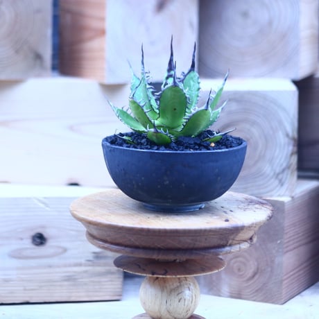 アガベ ホリダ    Agave horrida     no.31415