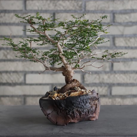 Operculicarya  pachypus × Fumio Kadoya (5号)  no.614/1