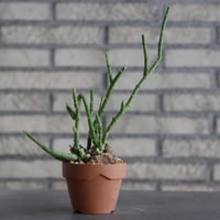 Sarcostemma socotranum × YAMABACHI (3号) no.607/42