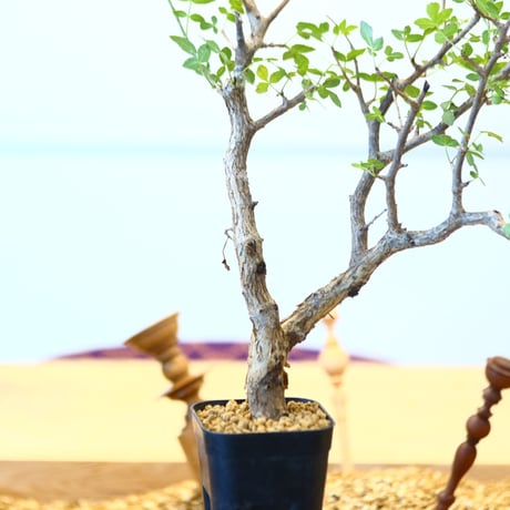 ブルセラ ファガロイデス / Bursera fagaroides   no.62517