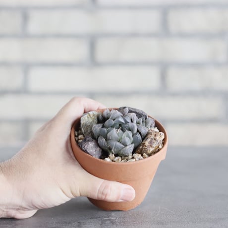 Haworthia オブツーサ×ベヌスタ × YAMABACHI (3号)  no.621/55