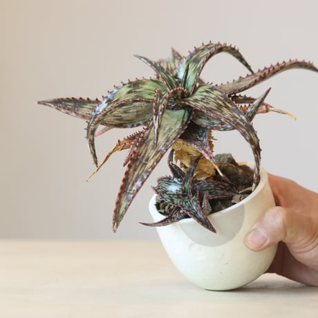 Aloe somaliensis × N/OH  no.309-2