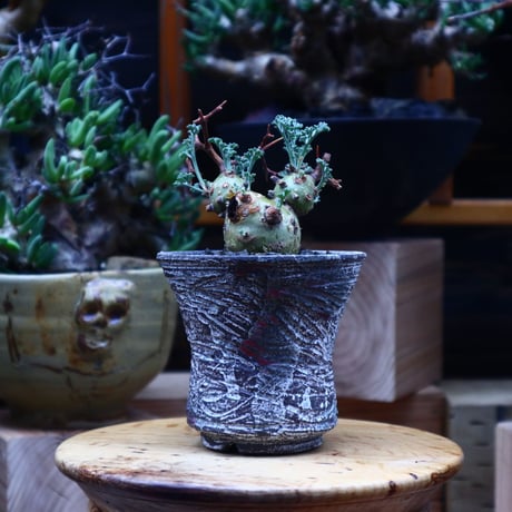 ペラルゴニウム  クリズミフォリウム／Pelargonium crithmifolium    no.53011