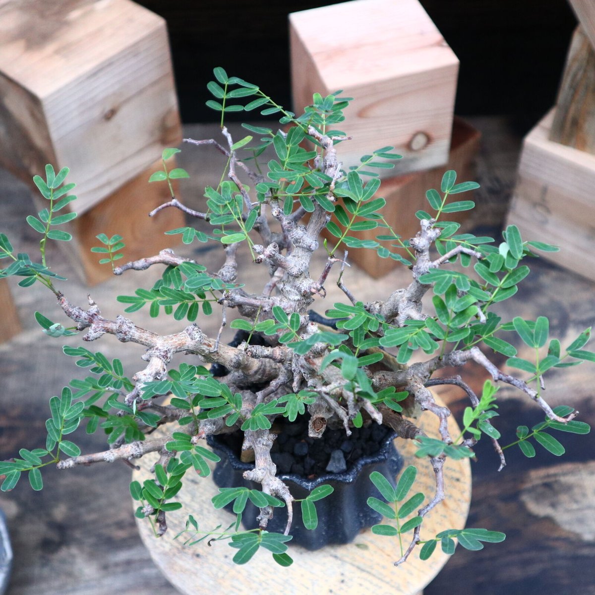 センナ メリディオナリス／Senna meridionalis no.82109 | 芽の巣山