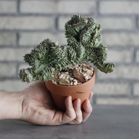 Euphorbia kibwezensis 'Dwarf cristata' × YAMABACHI (3号) no.607/25