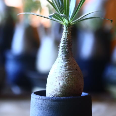 パキポディウム グラキリス   Pachypodium rosulatum var. gracilius no.705-3