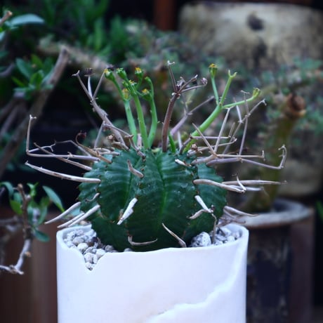 ユーフォルビア  バリダ／Euphorbia valida    no.60609