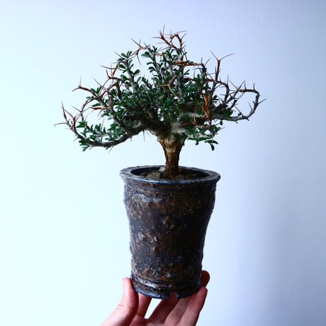 サルコカウロン   サルモニフローラム  Sarcocaulon salmoniflorum No.053