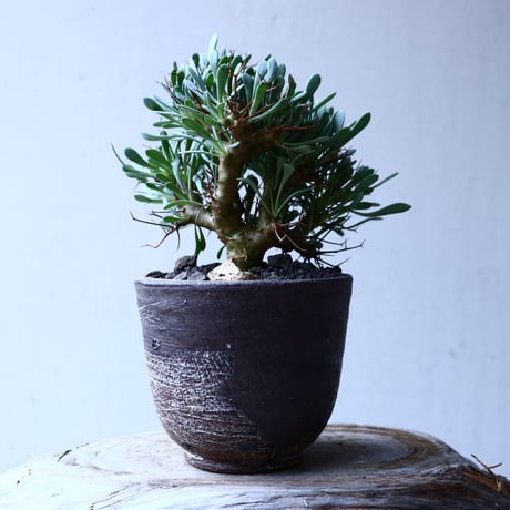 オトンナ  ユーフォルビオイデス 実生　Othonna  euphorbioides  no.12605