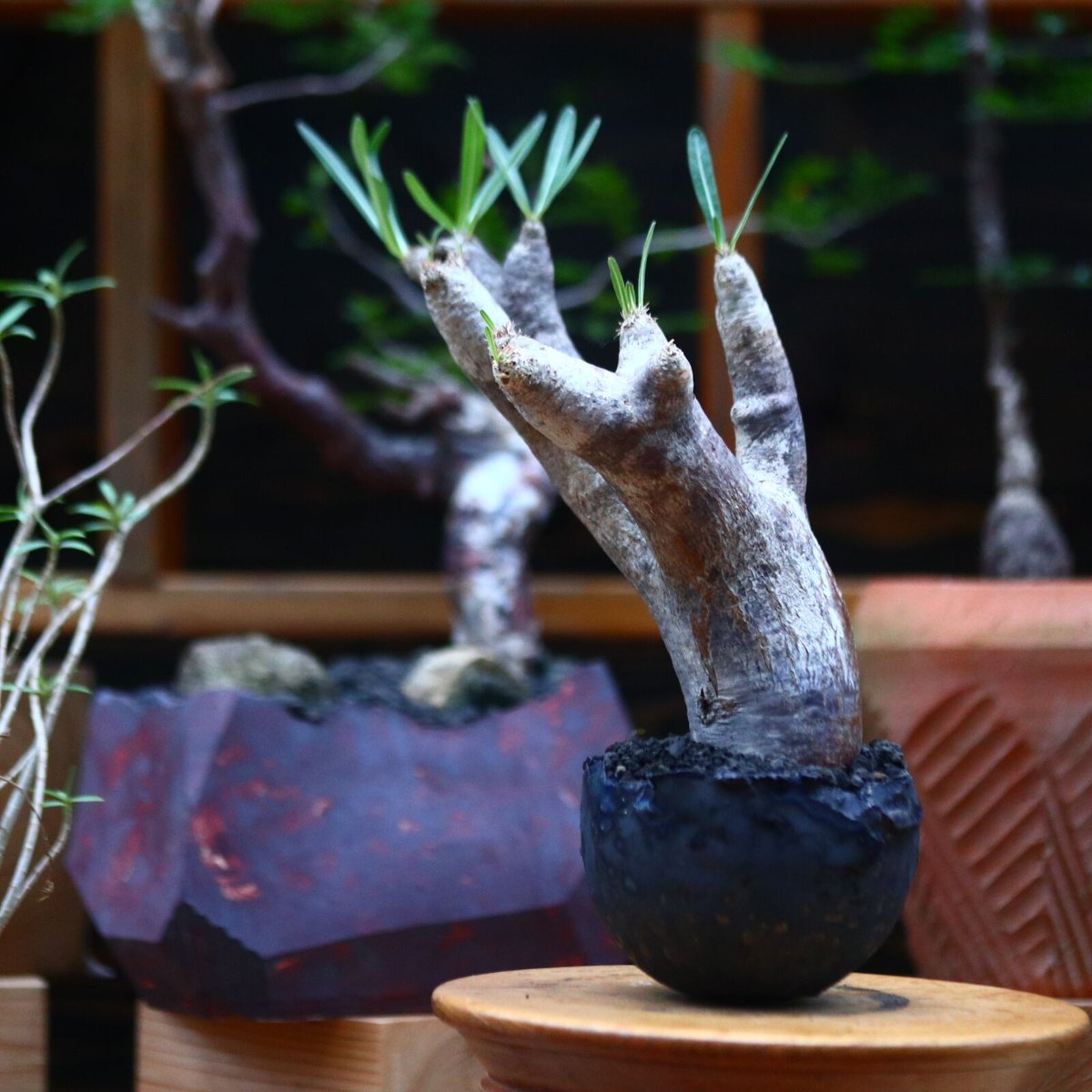 パキポディウム イノピナツム／Pachypodium Inopinatum no.101