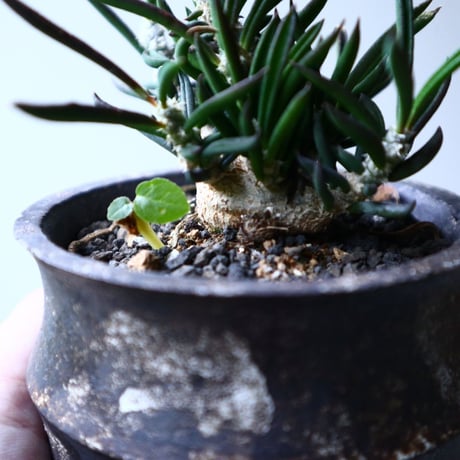 ユーフォルビア キリンドフォリア    Euphorbia cylindrifolia   no.102738