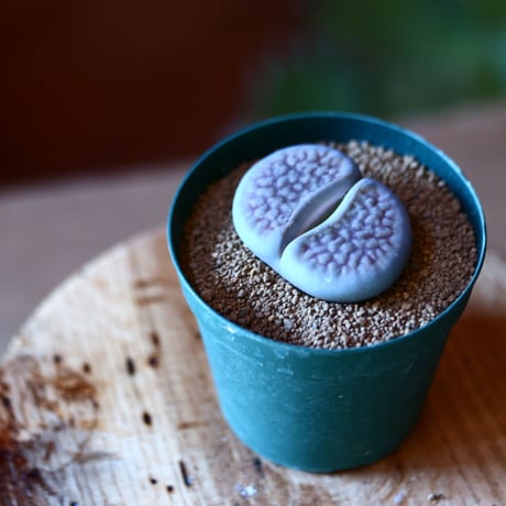 リトープス 富貴玉    Lithops hookeri v. hookeri    no.111553