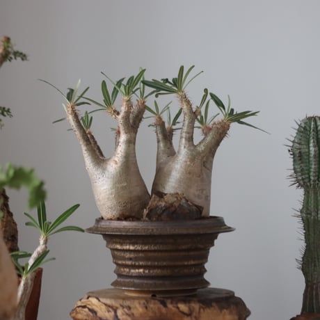 Pachypodium gracilius × たけろうポット    no.51227