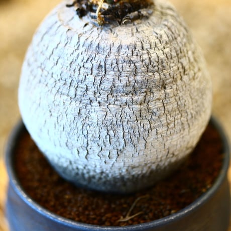 N/OH × Euphorbia decidua   no.61820