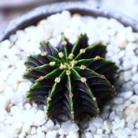 ギムノカリキウム   フィードリッフィーLB2178  Gymnocalycium friedrichii    no.71415