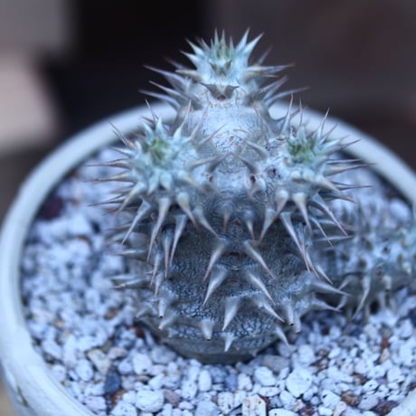 パキポディウム  恵比寿大黒   Pachypodium  Densicaule    no.31418