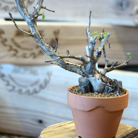 Bursera fagaroides × YAMABACHI   no.107105