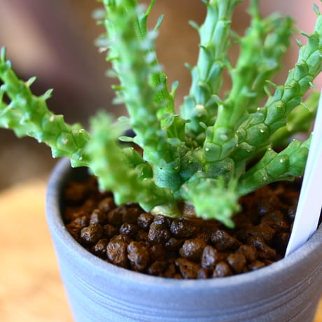 N/OH × Euphorbia gorgonis   no.111919