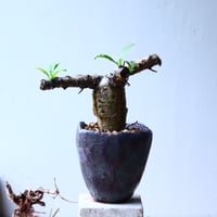 セサモタムナス  ブッセアヌス   Sesamothamnus busseanus   no.92759